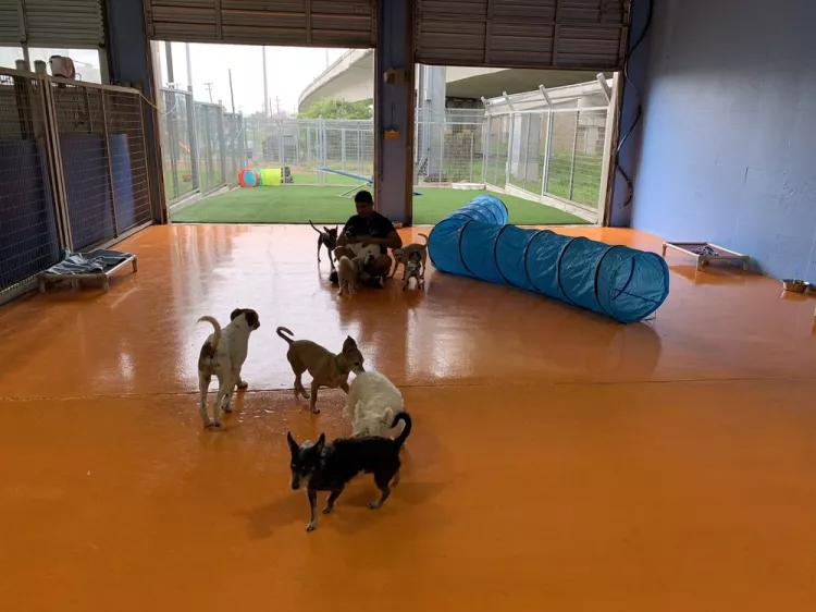 Lucy's Doggy Daycare and Spa, Texas, San Antonio